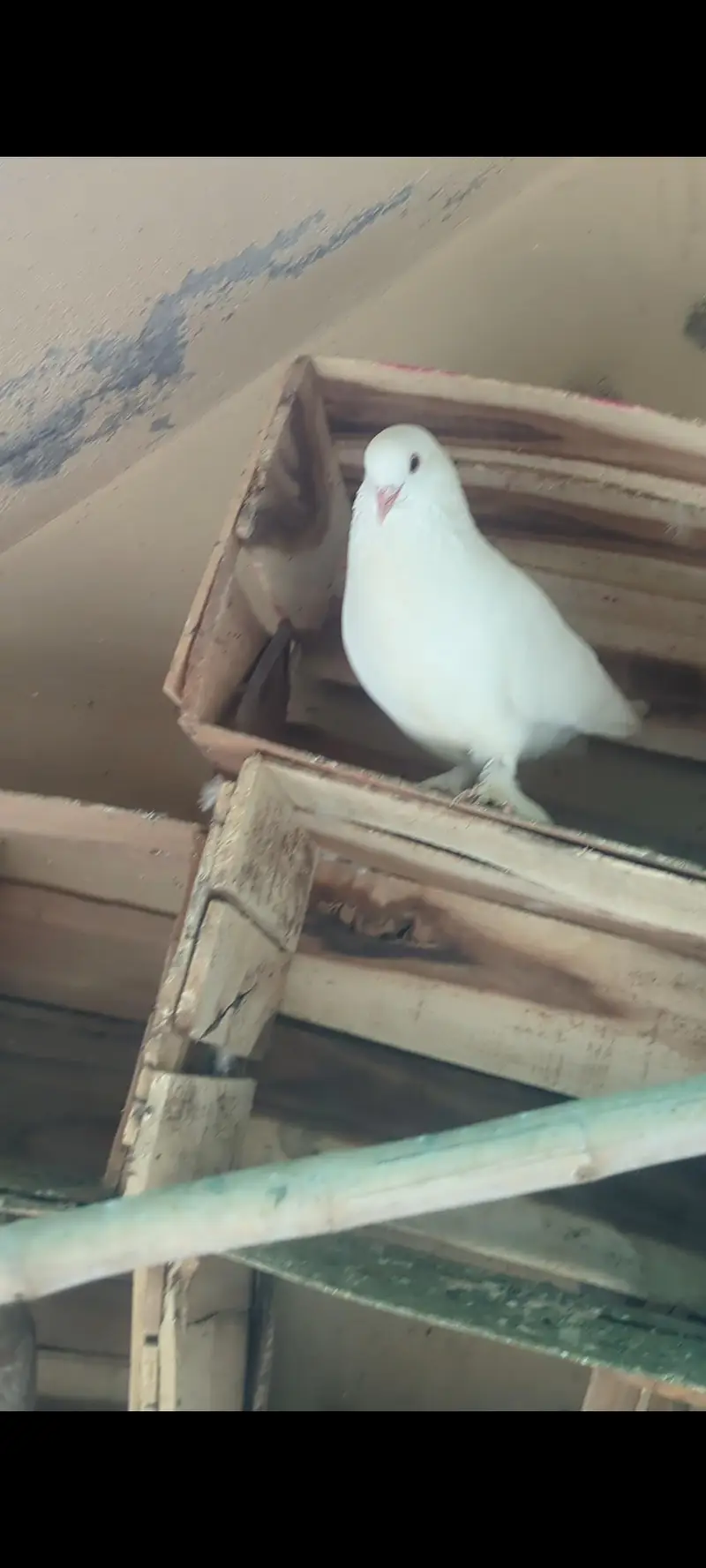 sell may birds — photo 4
