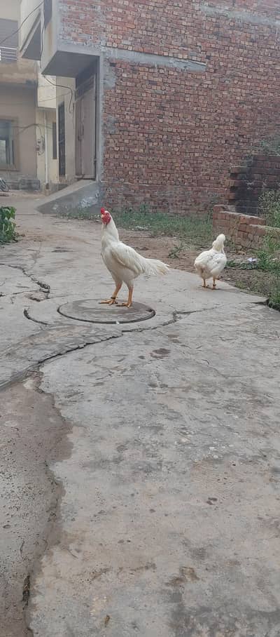 Heera pair for sale
