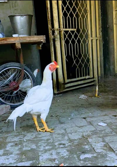 Heera pair for sale