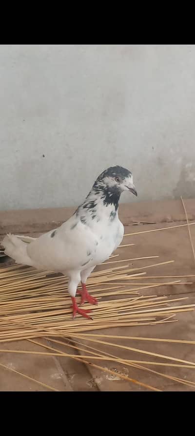 high flying pigeon jora