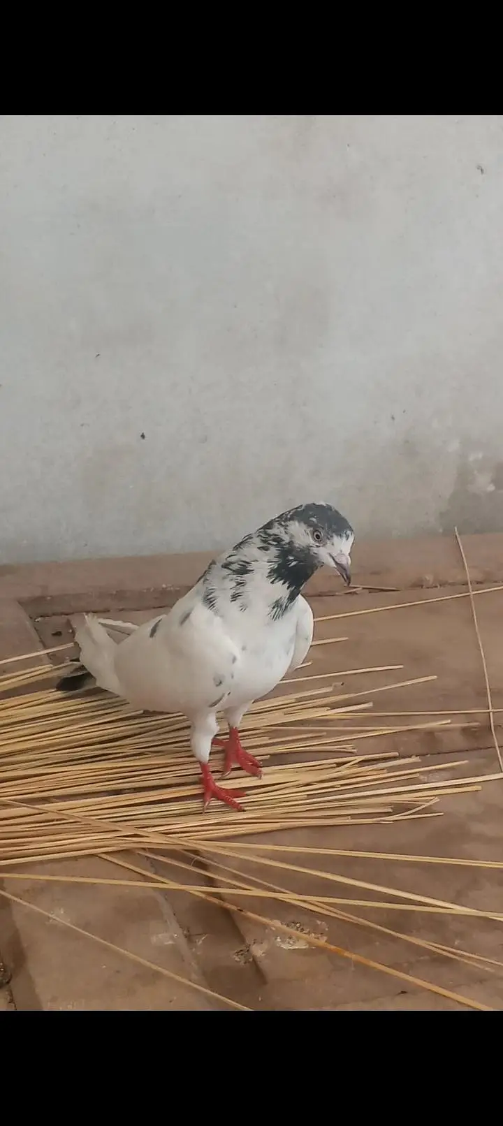 high flying pigeon jora — photo 2