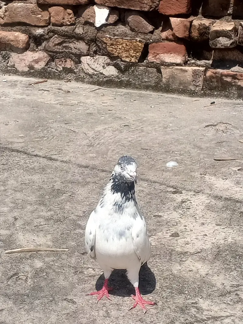 high flying pigeon jora — photo 3