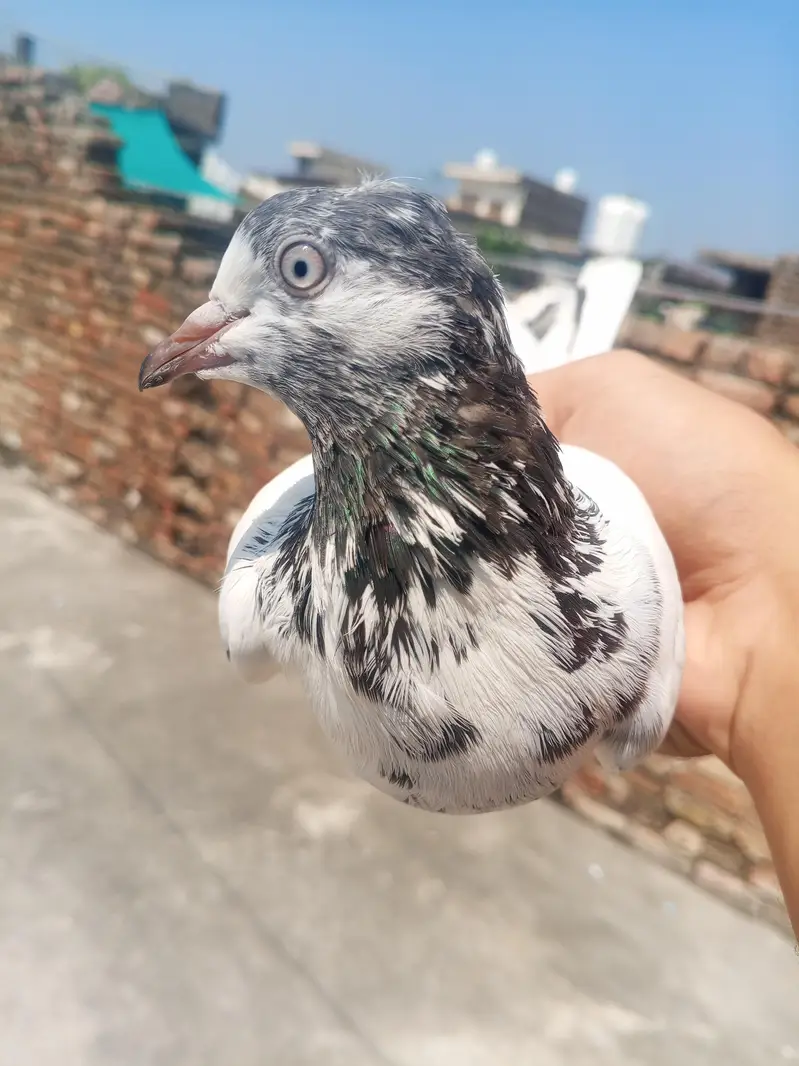 high flying pigeon jora — photo 4
