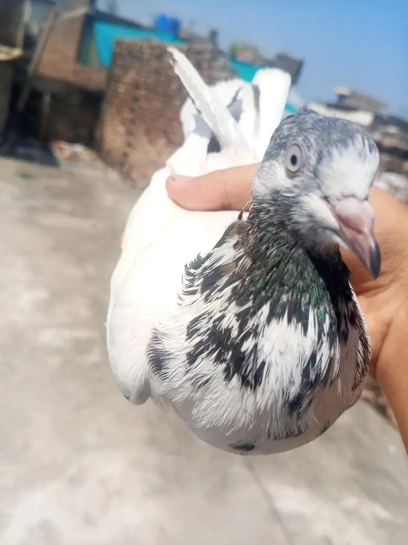 high flying pigeon jora — photo 5