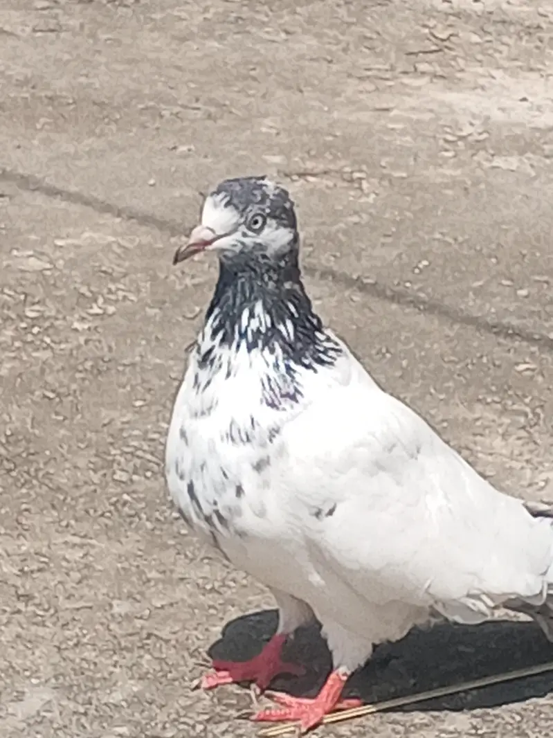 high flying pigeon jora — photo 6