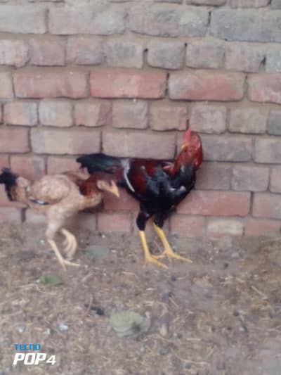 aseel pair ready to breed