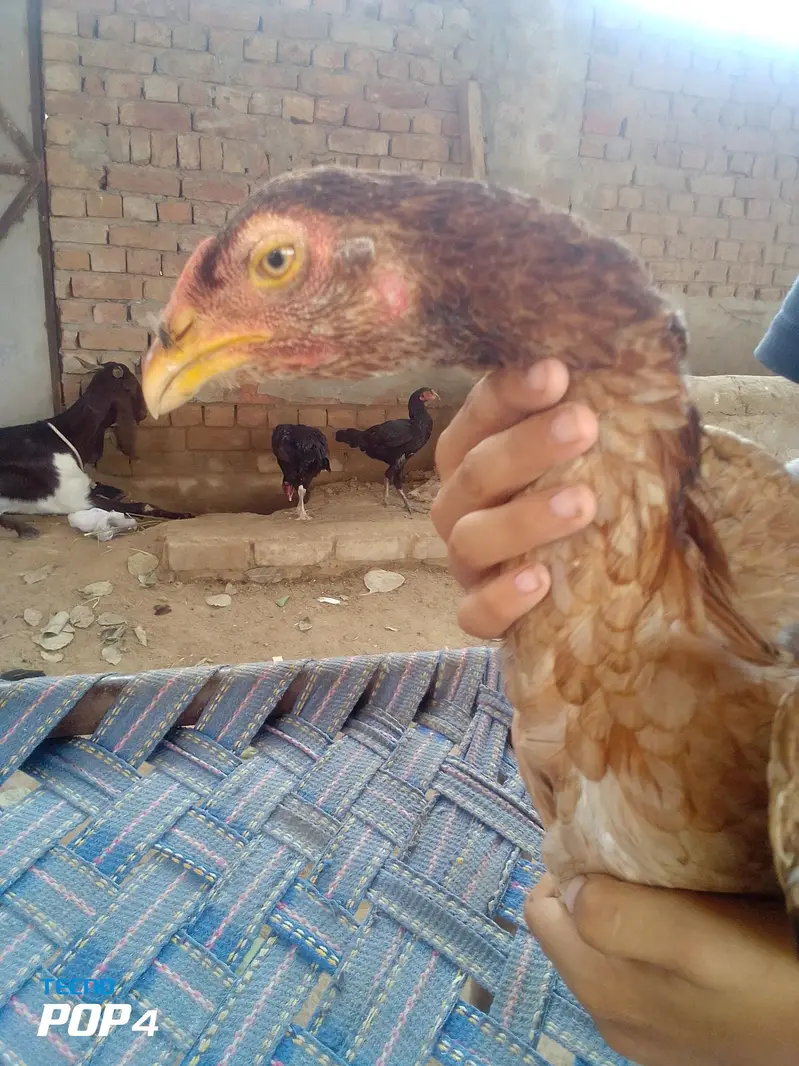 aseel pair ready to breed — photo 2