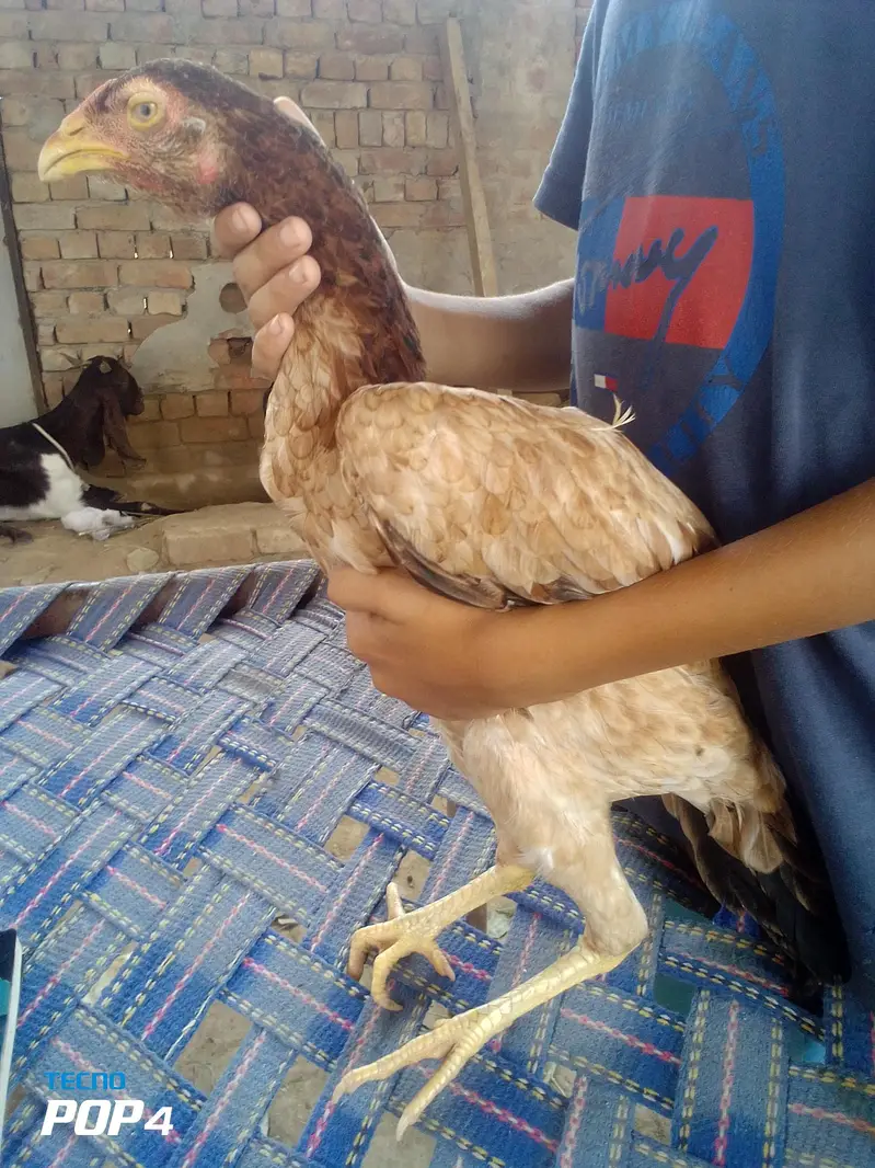 aseel pair ready to breed — photo 3