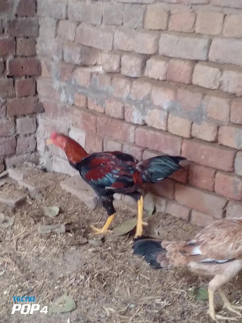 aseel pair ready to breed — photo 4