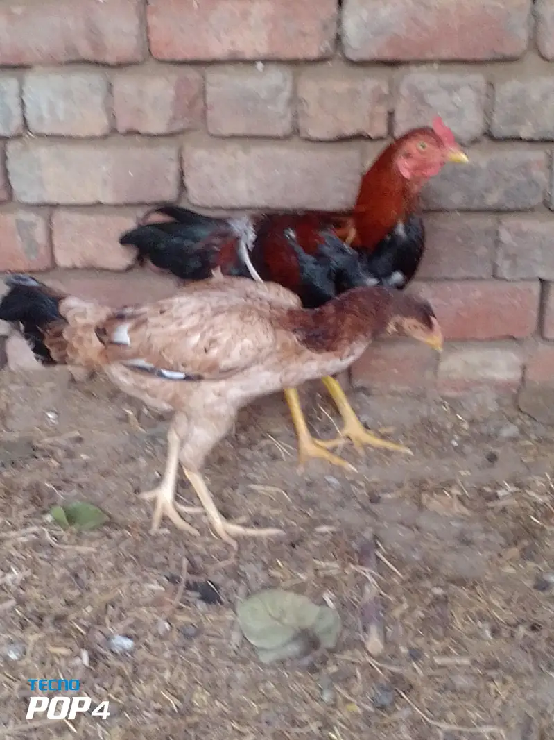 aseel pair ready to breed — photo 5
