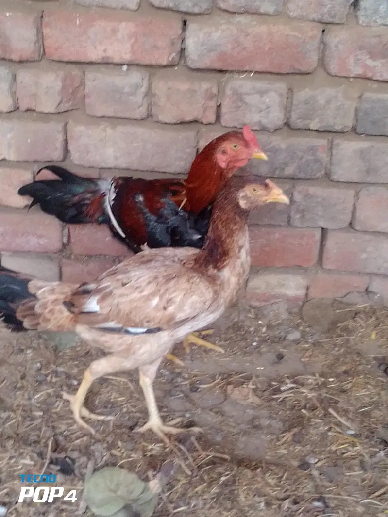 aseel pair ready to breed — photo 7