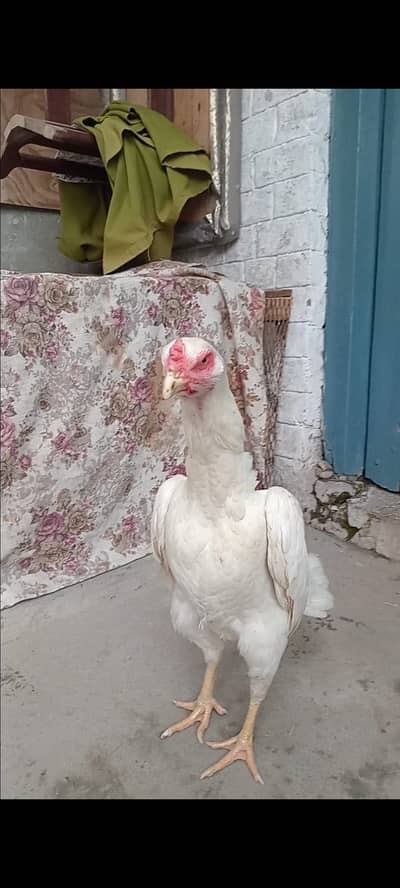 Hera quality shamo breeder female