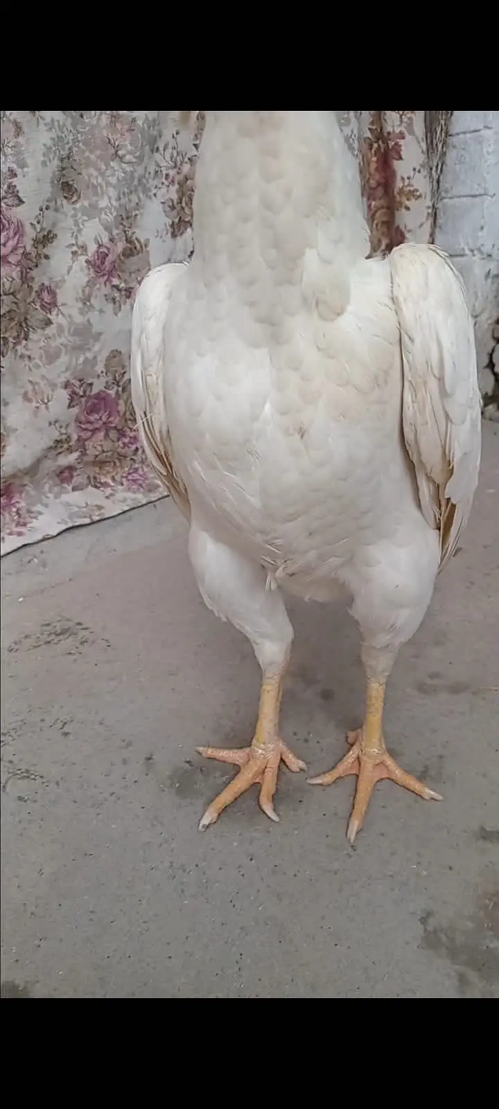 Hera quality shamo breeder female — photo 2