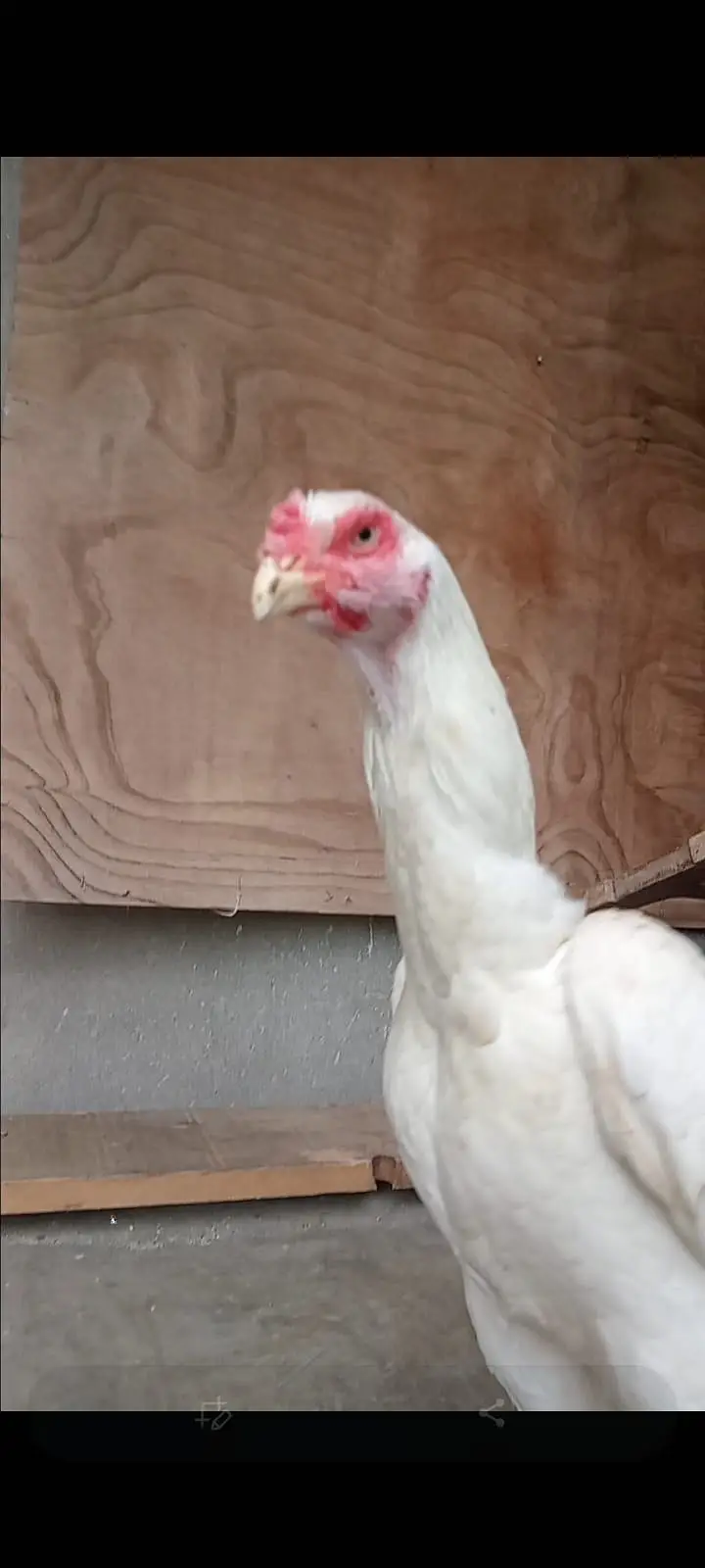 Hera quality shamo breeder female — photo 3