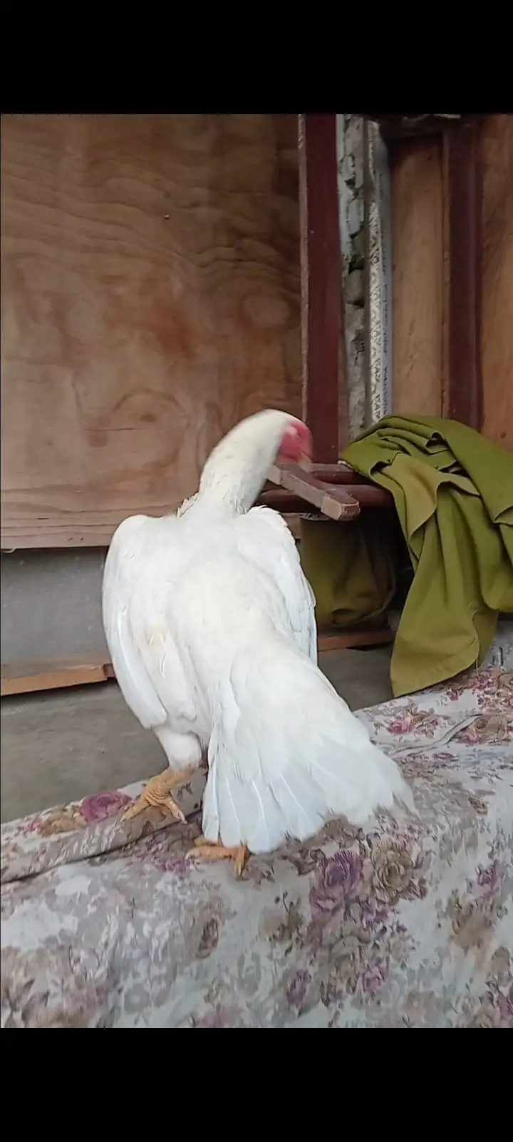 Hera quality shamo breeder female — photo 4