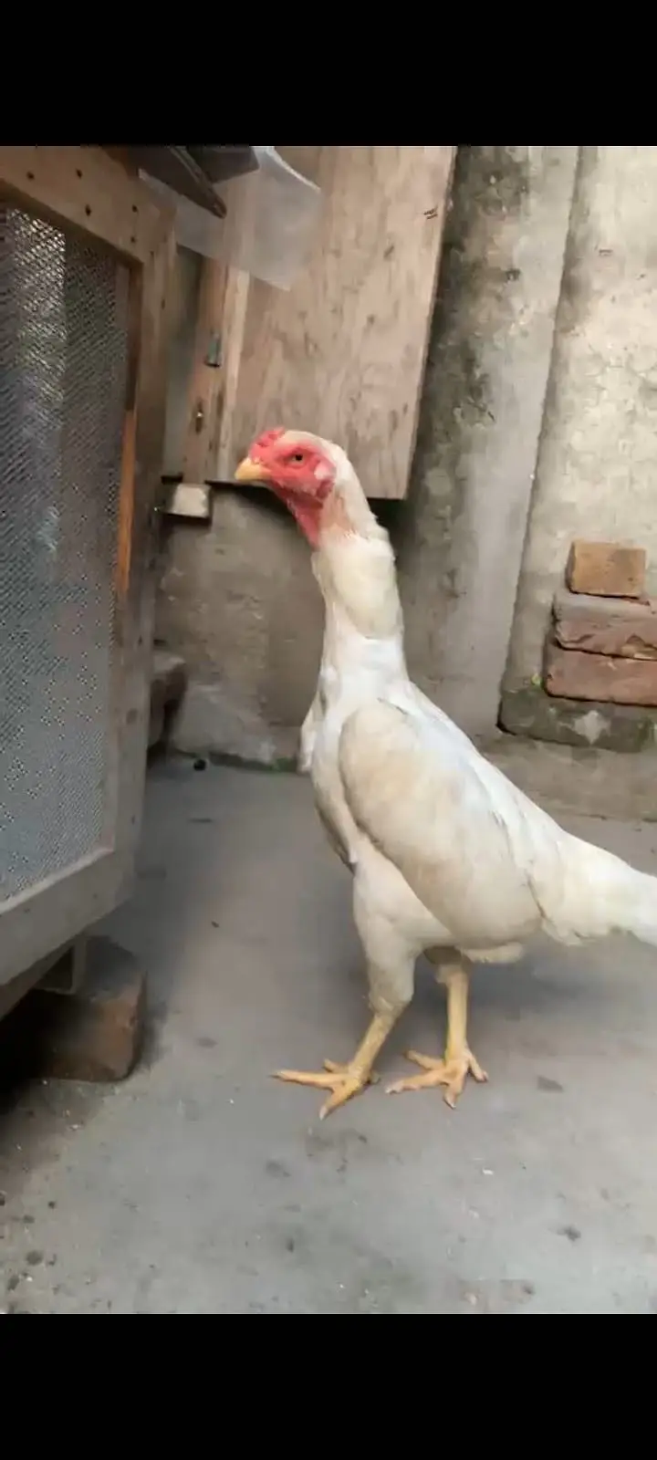 Hera quality shamo breeder female — photo 5