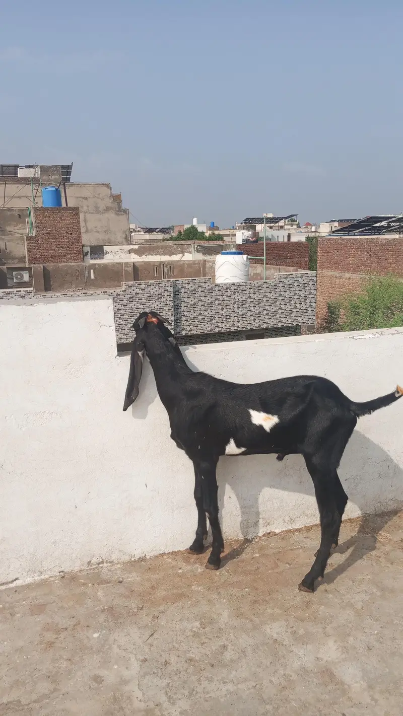 pure ameat sri — photo 3