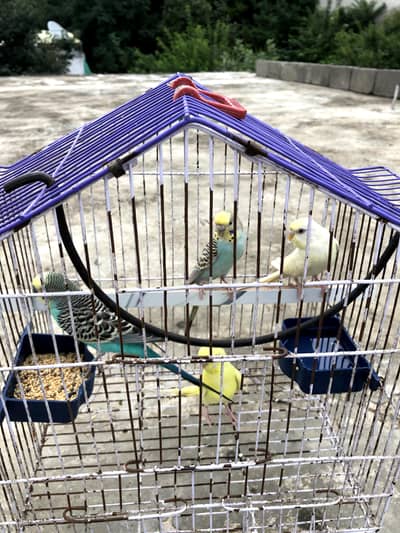 Red eyes and simple austrilan parrots for sale