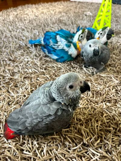 African grey parrot chicks for sale 0324/3416/925