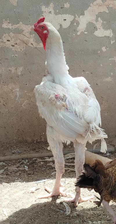 long highted herra old blood line