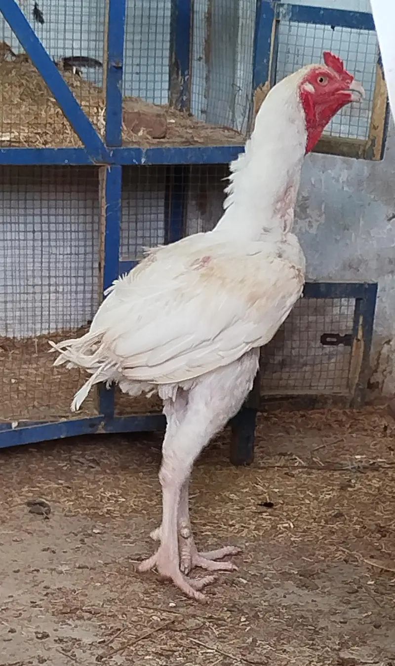 long highted herra old blood line — photo 2