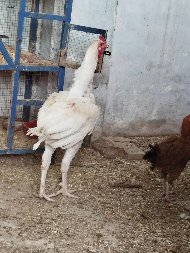 long highted herra old blood line — photo 4