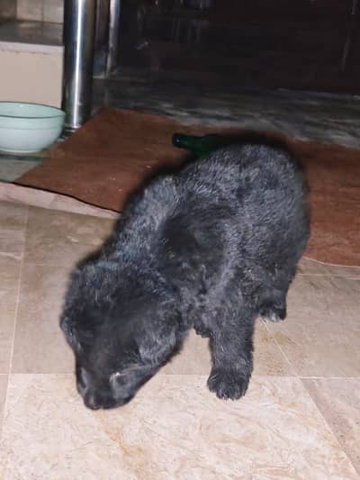 Orignal Germanshepard black colour