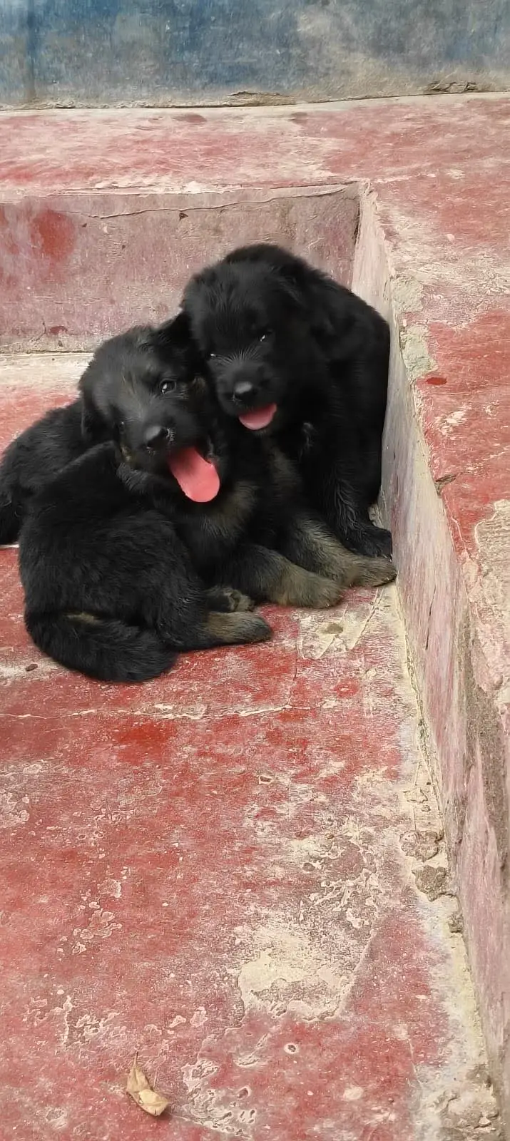 Orignal Germanshepard black colour — photo 2