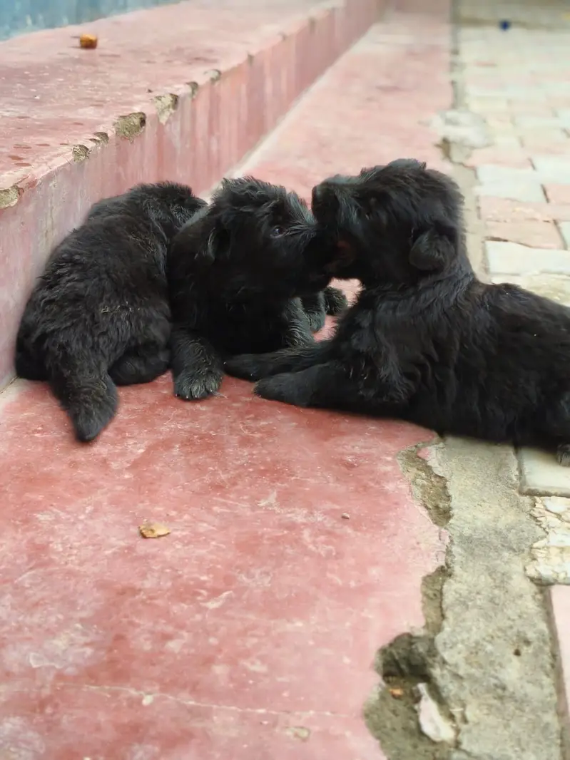 Orignal Germanshepard black colour — photo 6