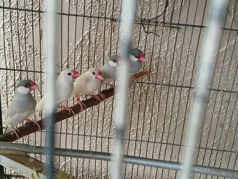 FAWN, OPAL, ALBINO, SILVER, WHITE JAVA 0