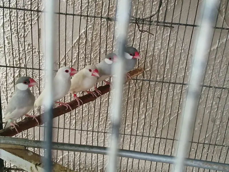 FAWN, OPAL, ALBINO, SILVER, WHITE JAVA