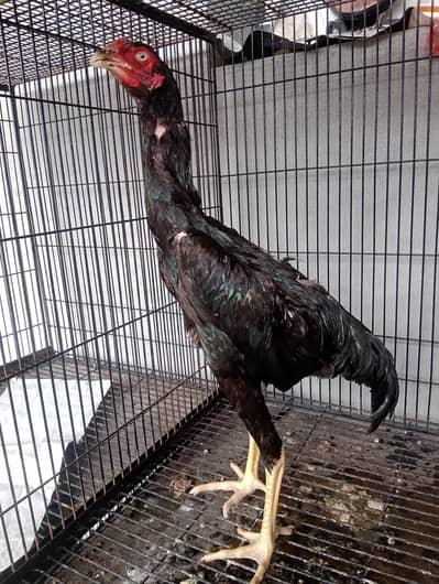 japnees o shamo patha for sale