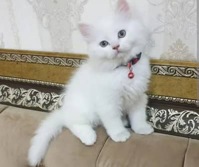 Persian kittens