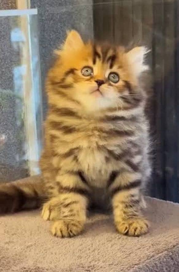 Persian kittens 1