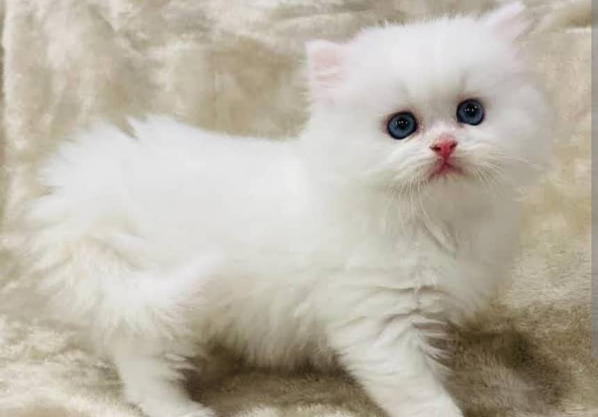 Persian kittens 2