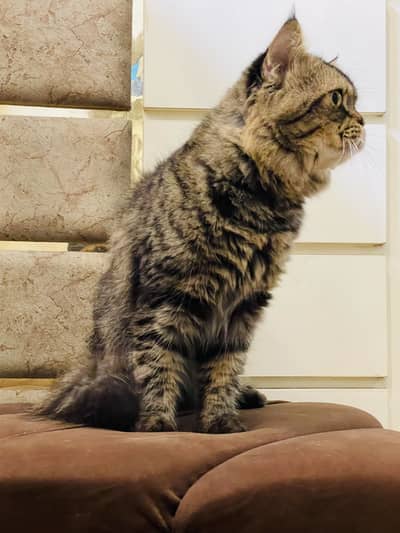 Tabby male