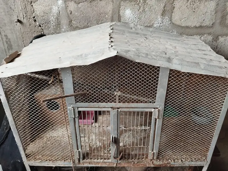 Iron Cage / Pinjra — photo 2