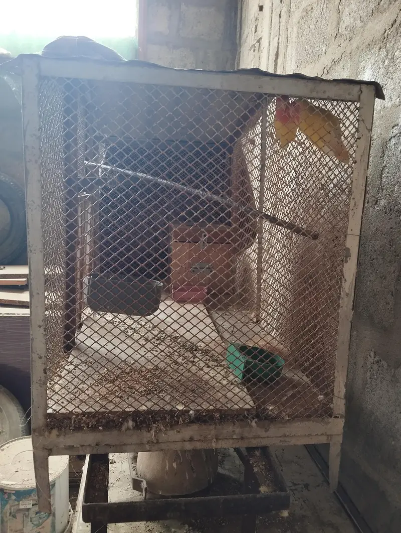 Iron Cage / Pinjra — photo 3