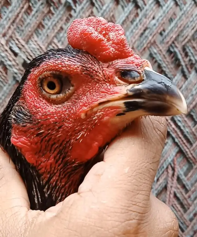 high quality birds — photo 2