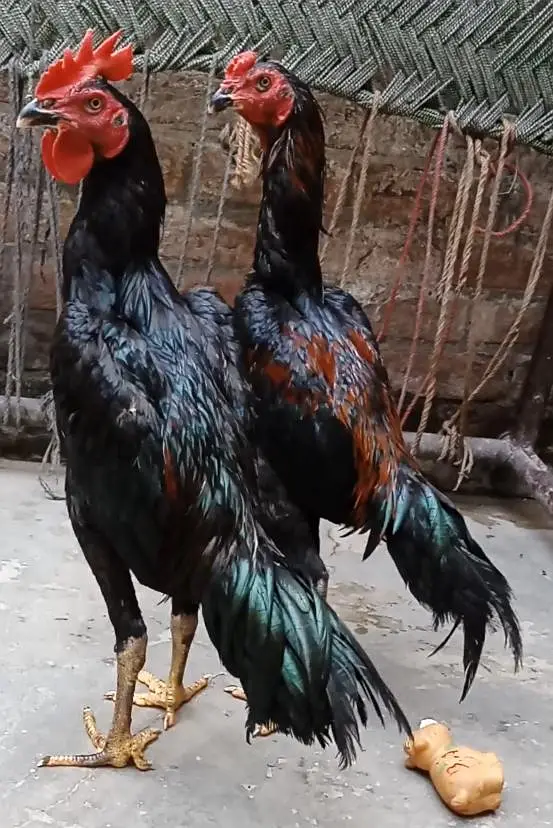 high quality birds — photo 3