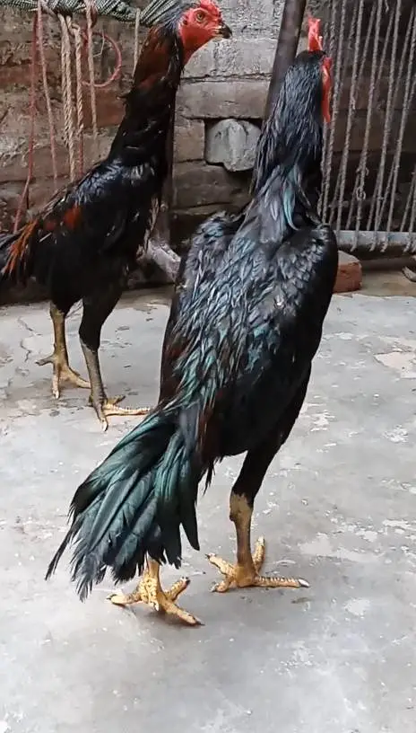 high quality birds — photo 6