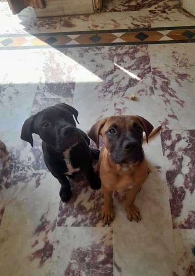 Pitbull dog | Bullmastiff Puppy ForSale