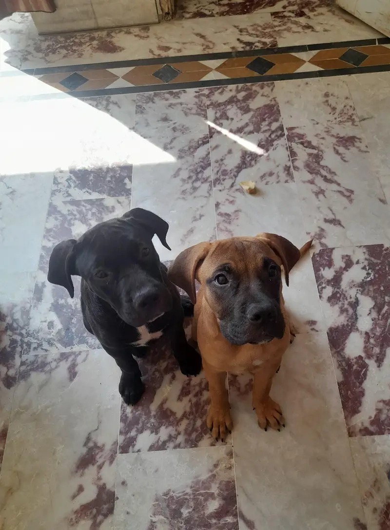 Pitbull dog | Bullmastiff Puppy ForSale — photo 2