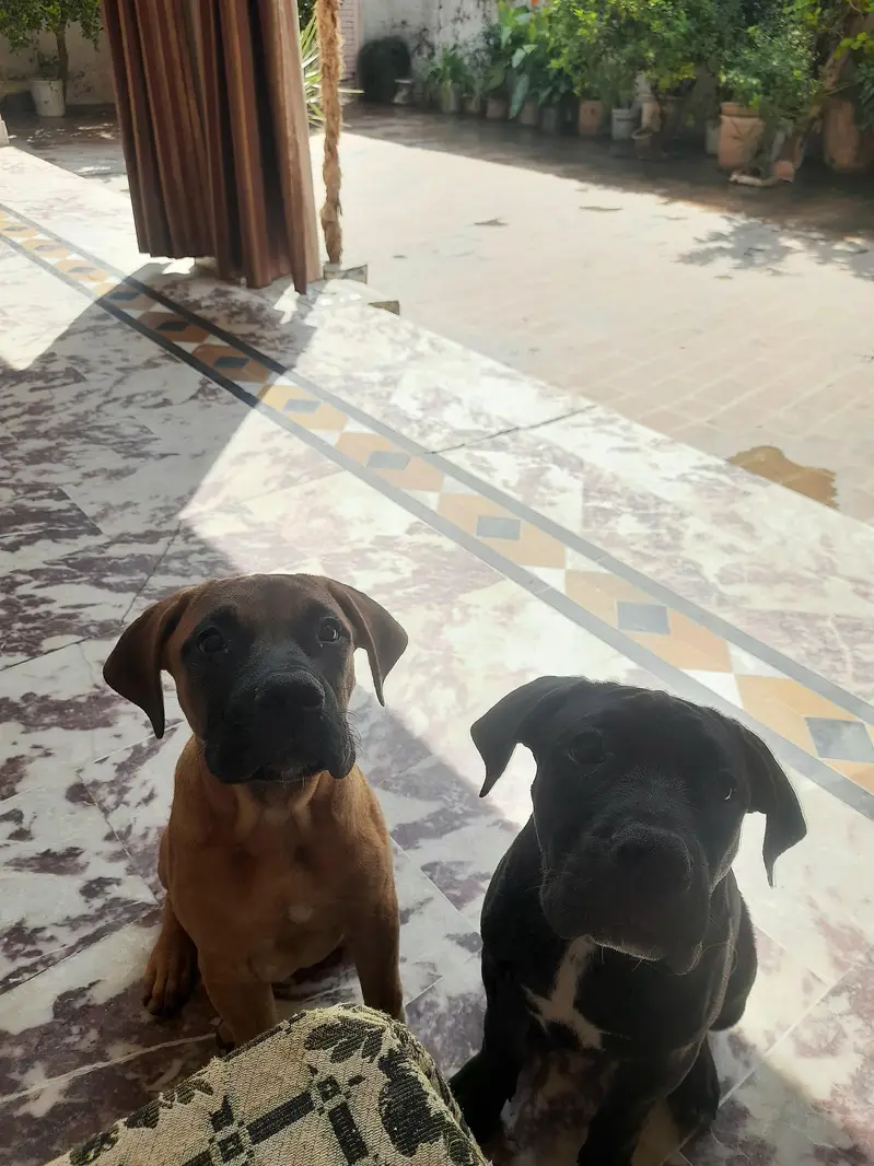 Pitbull dog | Bullmastiff Puppy ForSale — photo 3