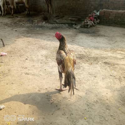 Shajra aseel