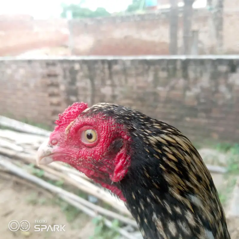 Shajra aseel — photo 2