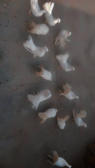 lakay kabootar for sale
