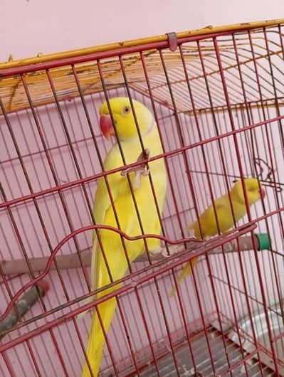 yellow ringneck breeder pair