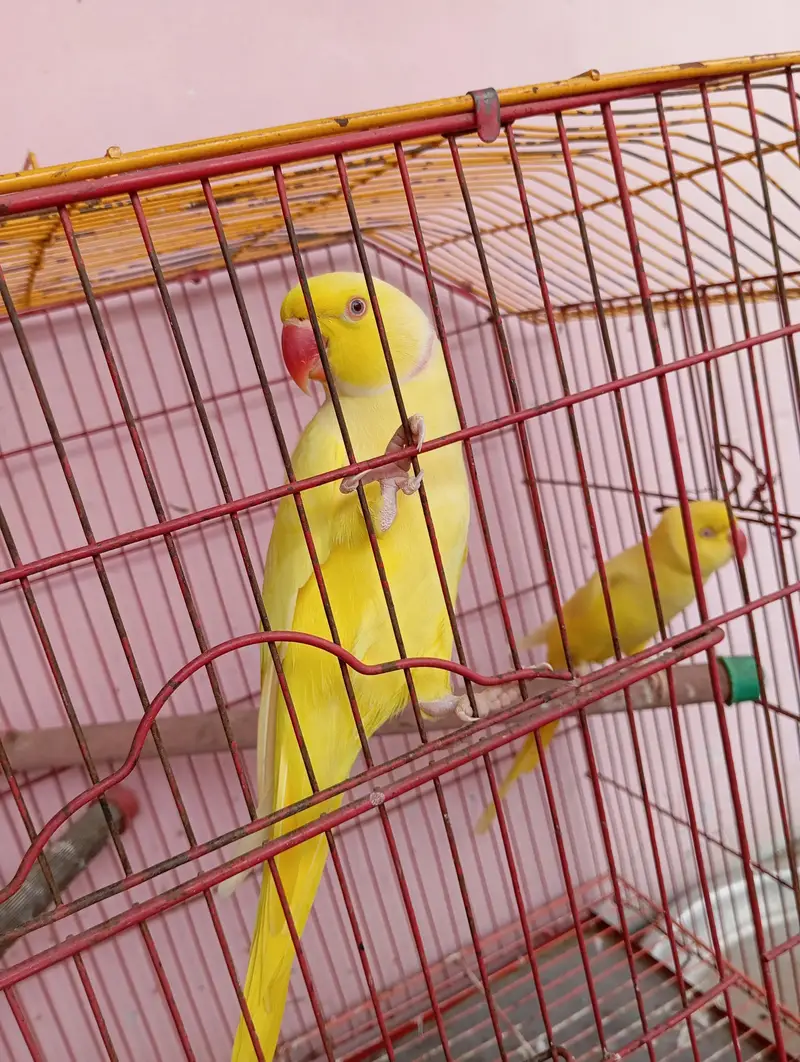 yellow ringneck breeder pair — photo 2