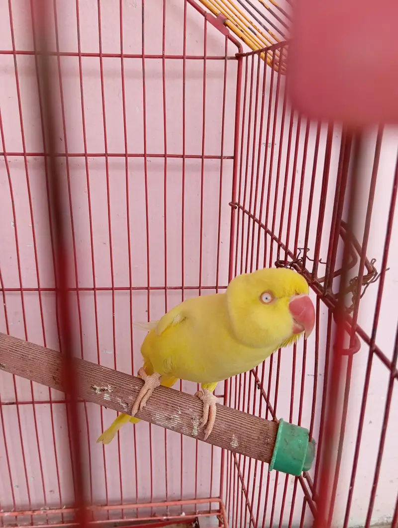 yellow ringneck breeder pair — photo 3